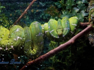 Green tree python wrapped, in captivity,  around a limb  with brilliant foiliage in the background.