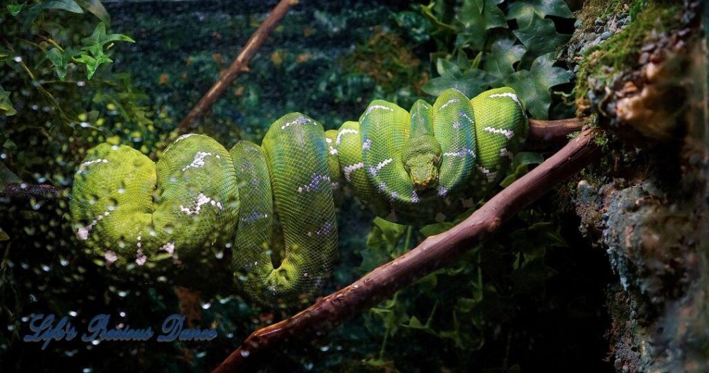 Green tree python in captivity, wrapped  around a limb  with brilliant foliage in the background.