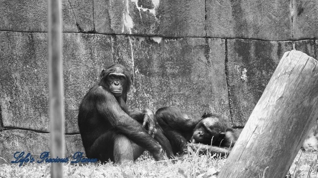 Black and white apes in captivity, resting against a wall, with a slanted post in the foreground.