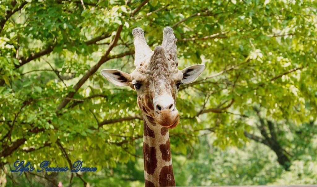 Upper head and neck of a giraffe chewing leaves.