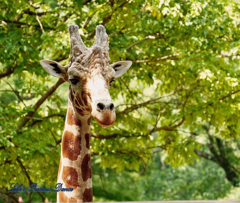 Upper head and neck of a giraffe chewing leaves.