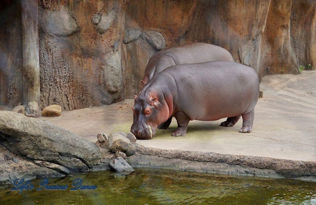 Two rhinoceroses by in rock enclosure drinking from a stream.