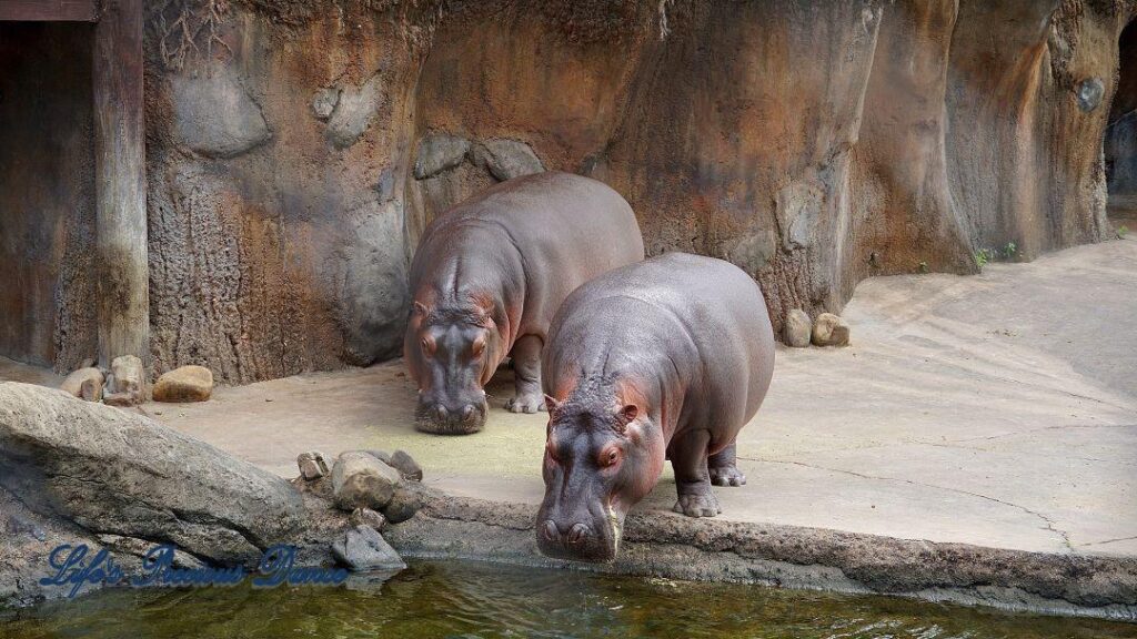 Two rhinoceroses in a rock enclosure drinking from a stream.