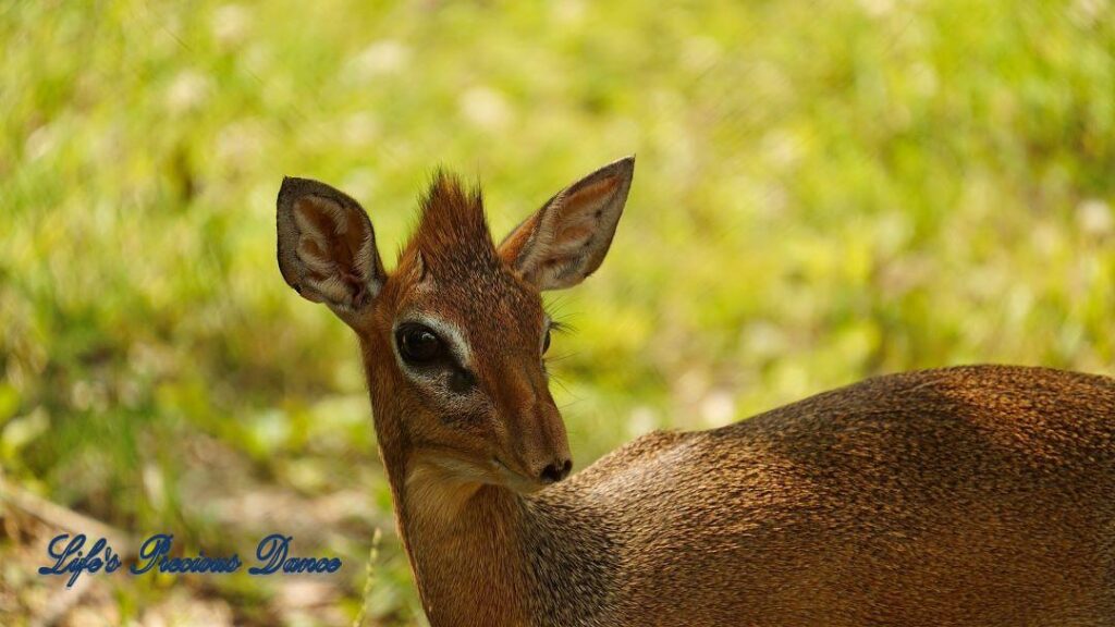 Baby okapi with large eyes, staring off to the side.