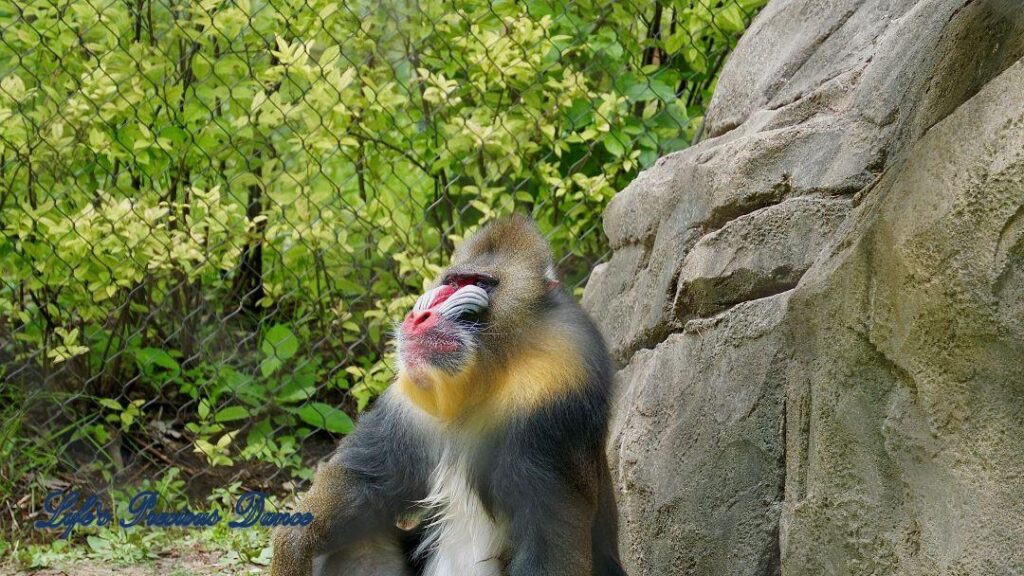 Baboon in captivity, sitting in the grass, resting against a rock, Staring out into the distance.