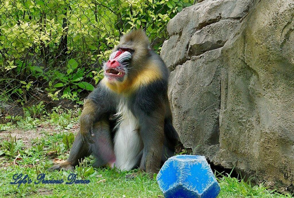 Baboon in captivity, sitting in the grass, resting against a rock, Staring out into the distance.