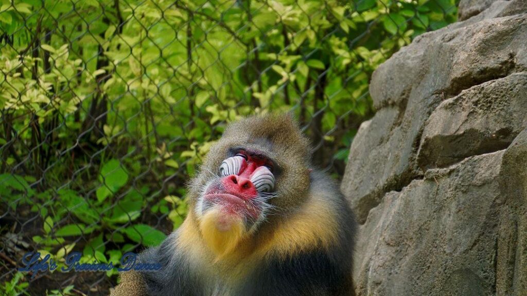 Baboon in captivity, sitting in the grass, resting against a rock, Staring out into the distance.