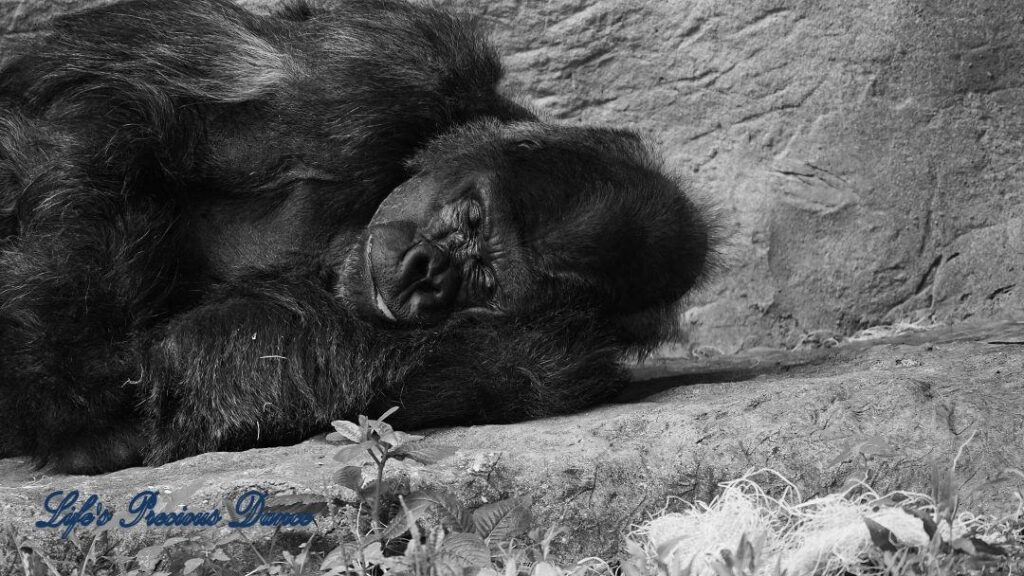 Black and white of a sleeping gorilla