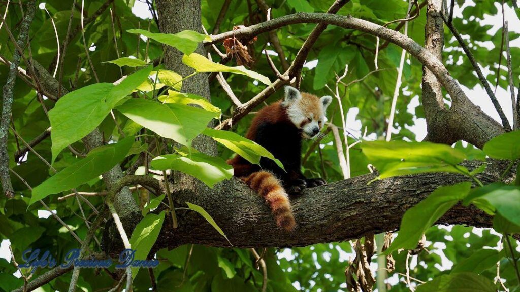 A sleeping red panda in a tree.