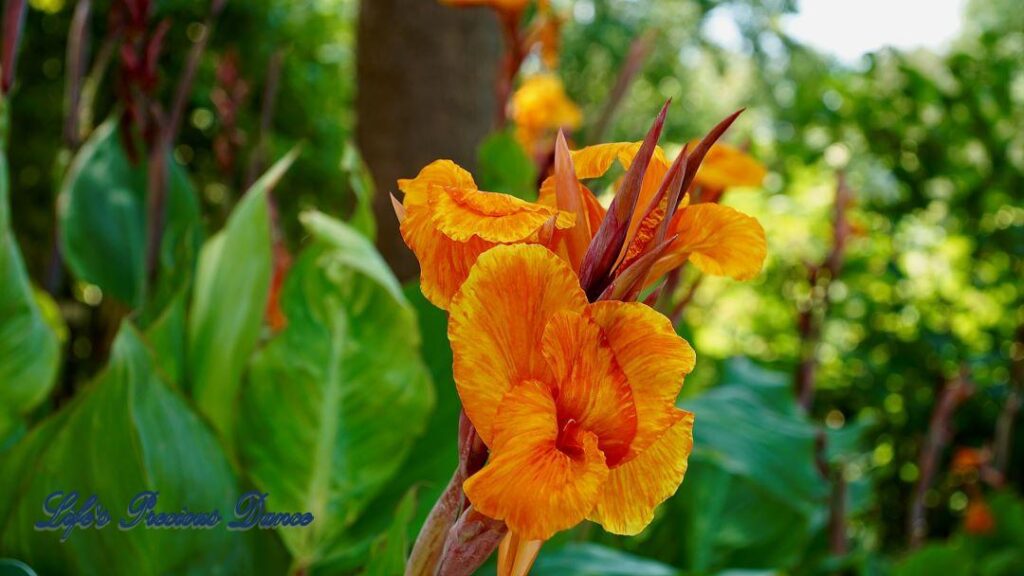 Yellowish-orange canna lily in full bloom.