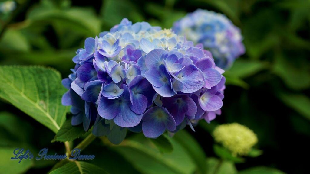 Violet bigleaf hydrangea in full bloom up close.