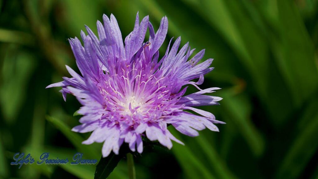 Lavender stokes aster in full bloom.