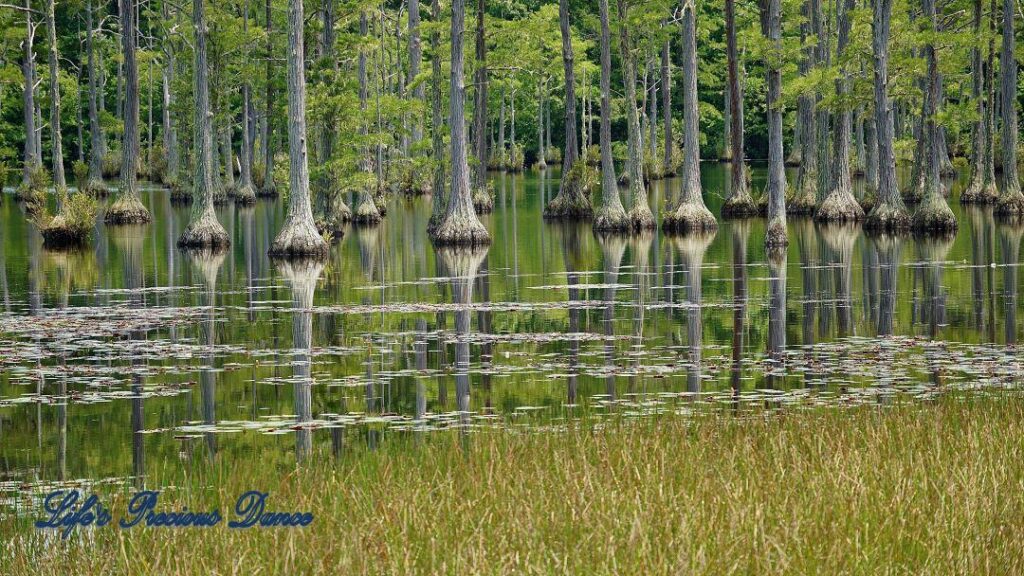 Cypress trees reflecting on Adams Mill Pond. Golden tall grass in the forefront.