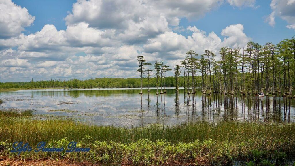 Fluffy clouds and cypress trees reflecting on Adams Mill Pond. People kayaking on the pond and the shore and tall grass in the foreground.