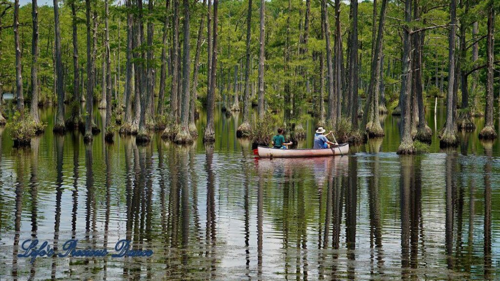 Fluffy clouds and cypress trees reflecting on Adams Mill Pond. People kayaking on the pond and the shore and tall grass in the foreground.