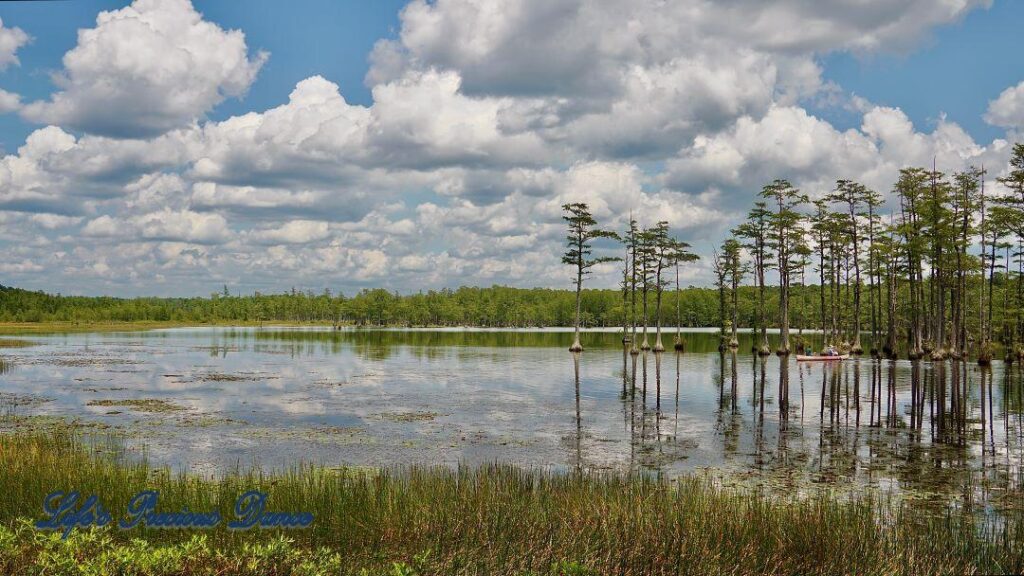 Fluffy clouds and cypress trees reflecting on Adams Mill Pond. People kayaking on the pond and the shore and tall grass in the foreground.