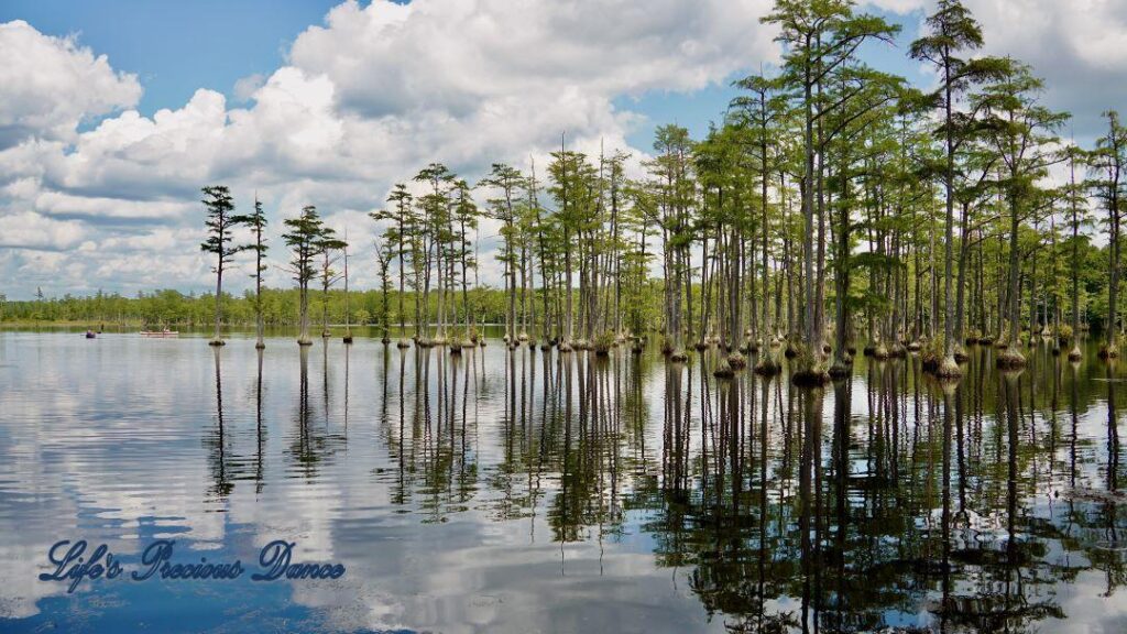 Fluffy clouds, blue skies and cypress trees reflecting on Adams Mill Pond.