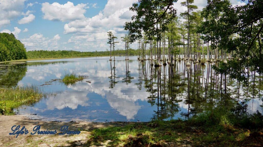 Fluffy clouds, blue skies and cypress trees reflecting on Adams Mill Pond.