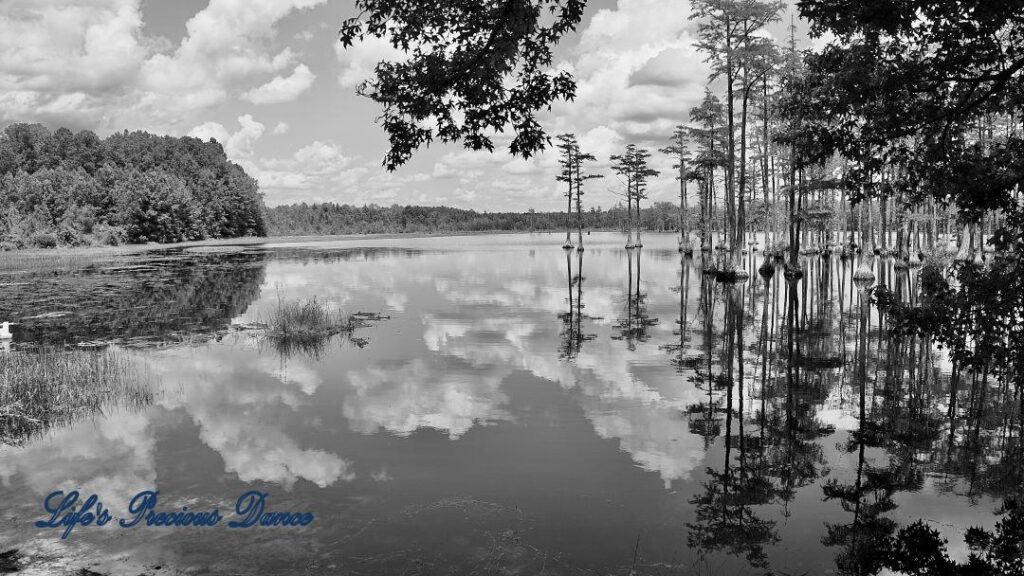 Black and white of clouds and cypress trees, reflecting on Adams Mill Pond.