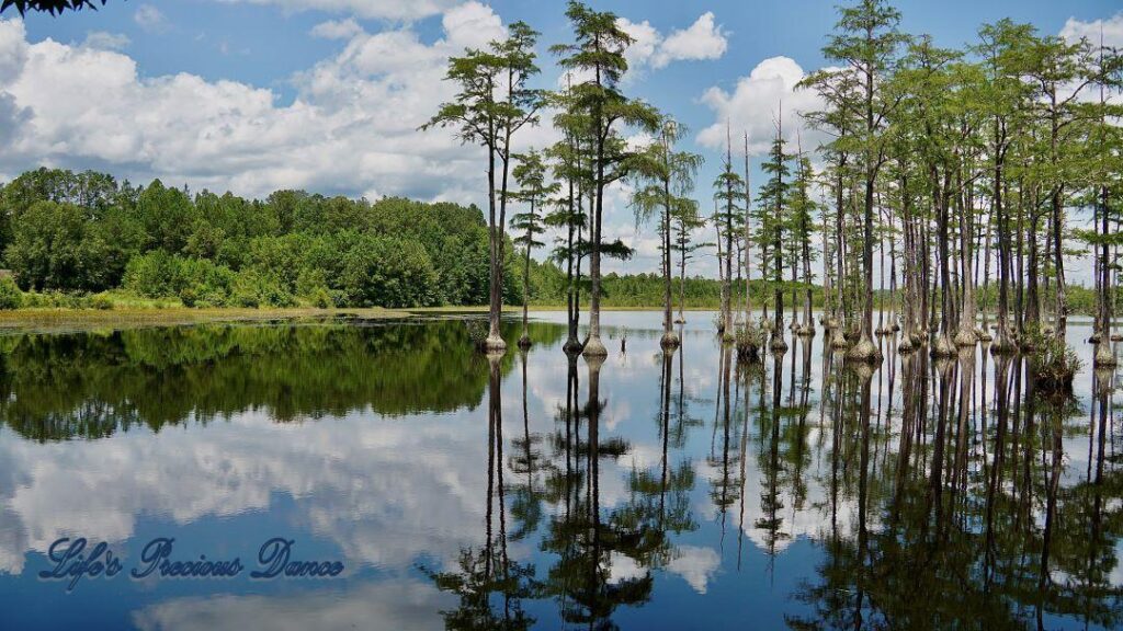 Fluffy clouds, blue skies and cypress trees reflecting on Adams Mill Pond.