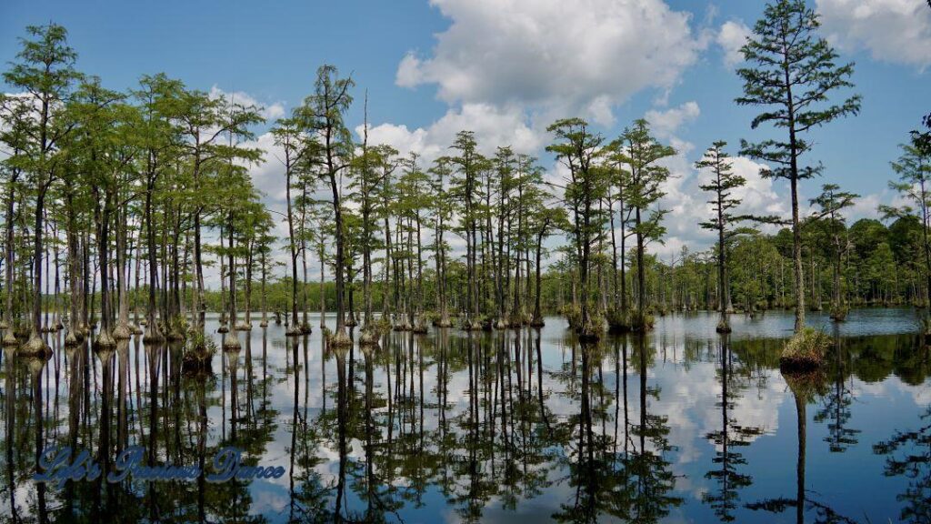 Fluffy clouds, blue skies and cypress trees reflecting on Adams Mill Pond.