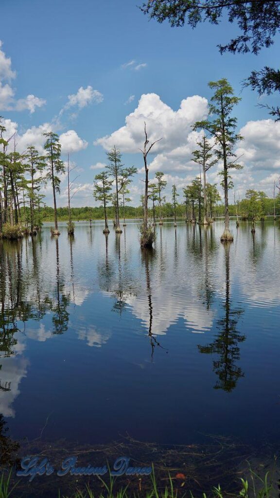 Fluffy clouds, blue skies and cypress trees reflecting on Adams Mill Pond.