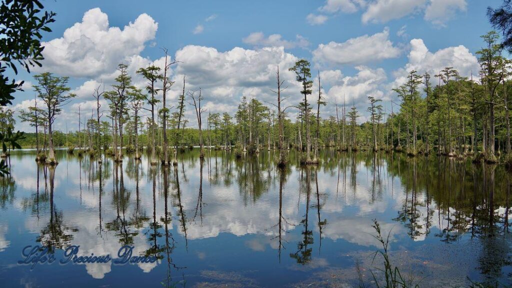 Fluffy clouds, blue skies and cypress trees reflecting on Adams Mill Pond.