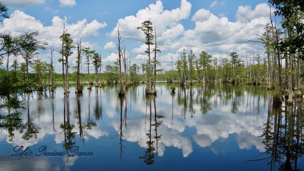 Fluffy clouds, blue skies and cypress trees reflecting on Adams Mill Pond.