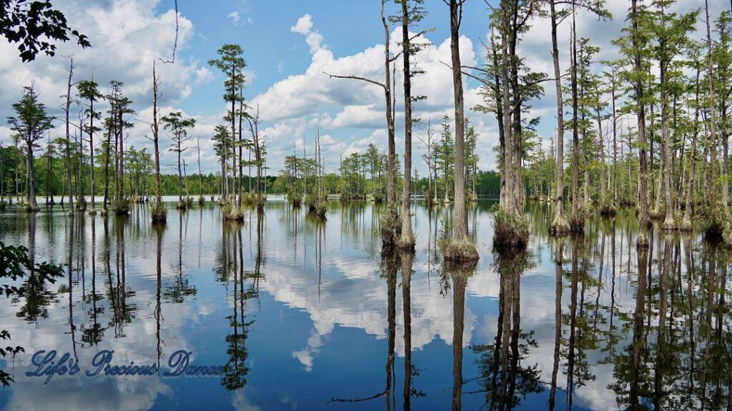 Fluffy clouds, blue skies and cypress trees reflecting on Adams Mill Pond.