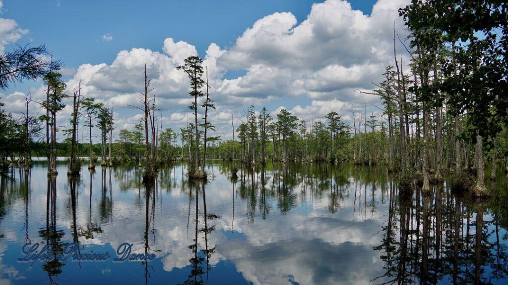 Fluffy clouds, blue skies and cypress trees reflecting on Adams Mill Pond.