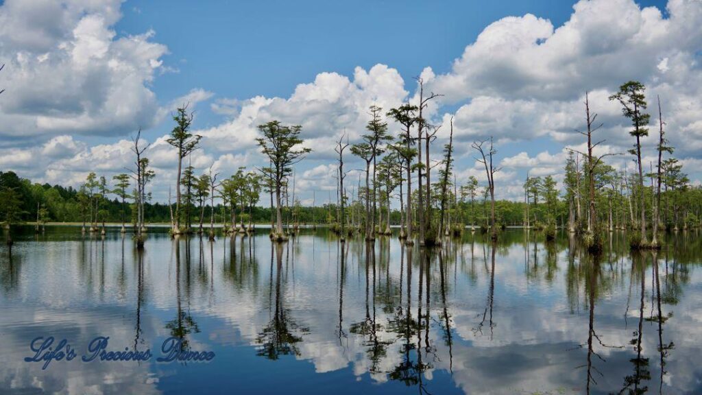 Fluffy clouds, blue skies and cypress trees reflecting on Adams Mill Pond.