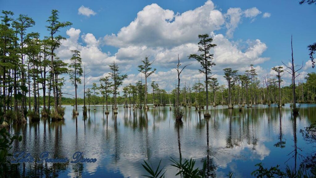 Fluffy clouds, blue skies and cypress trees reflecting on Adams Mill Pond.