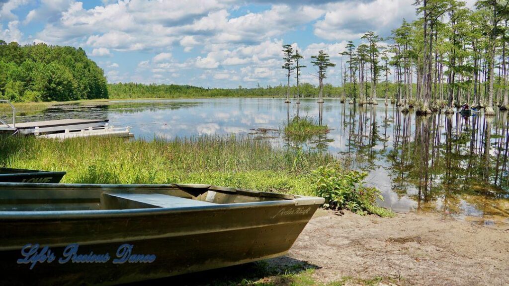 Row boat resting on the shore. Fluffy clouds and cypress trees reflecting on Adams Mill Pond in the background.