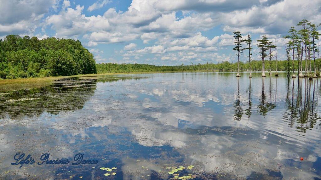 Fluffy clouds, blue skies and cypress trees reflecting on Adams Mill Pond.