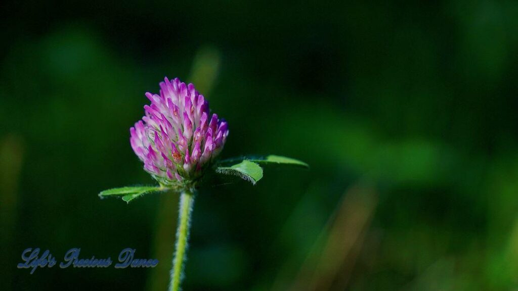 Red clover blooming along Crabtree Falls