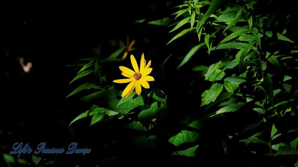 Blooming woodland sunflower in the forest.