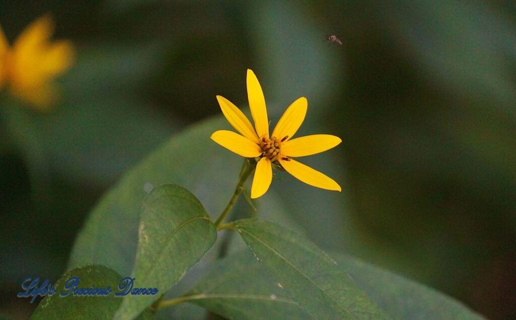 Blooming woodland sunflower in the forest, with bee hovering above.