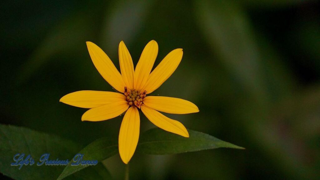 Blooming woodland sunflower in the forest.