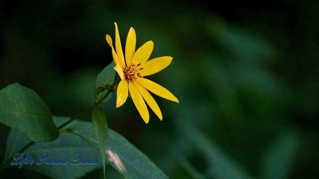 Blooming woodland sunflower in the forest.