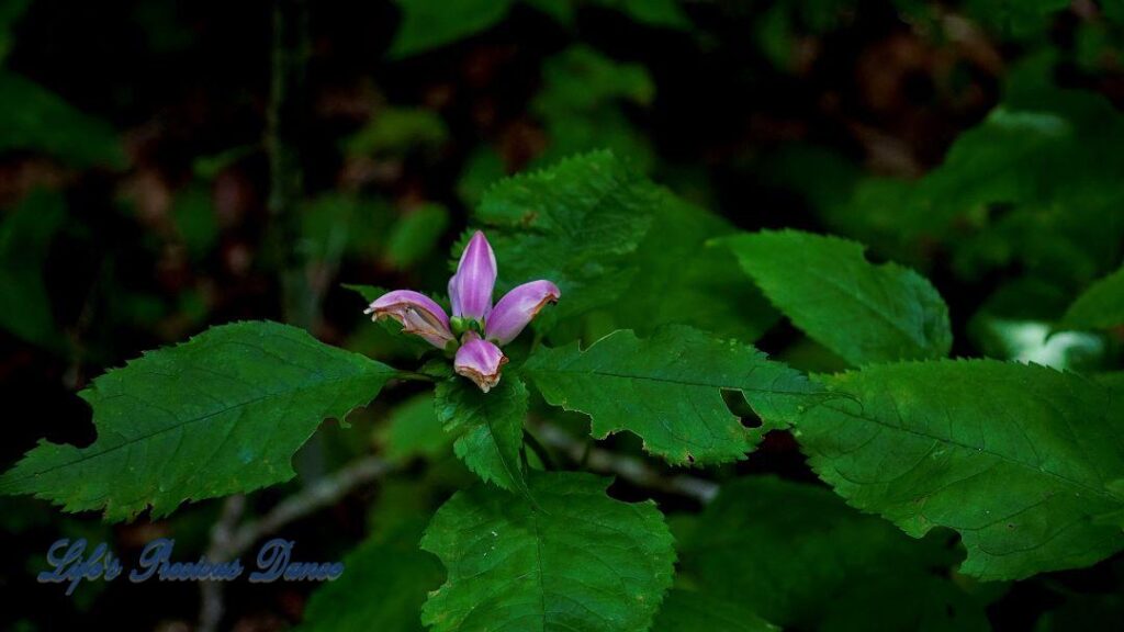 Lavender wild flower at Crabtree Falls