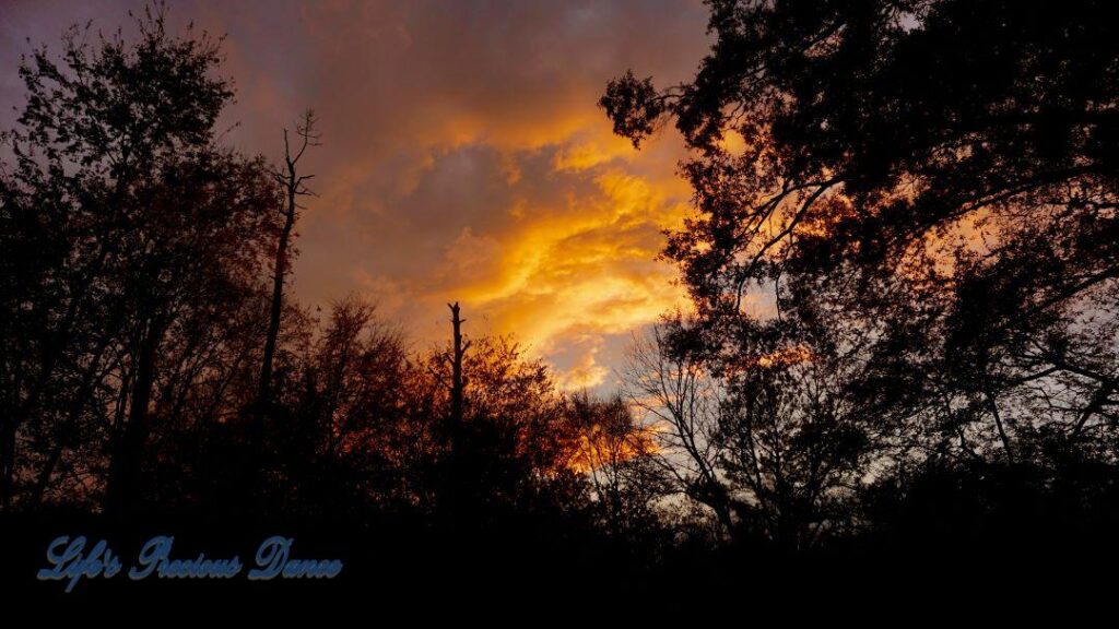 Colorful sunset showing through the trees