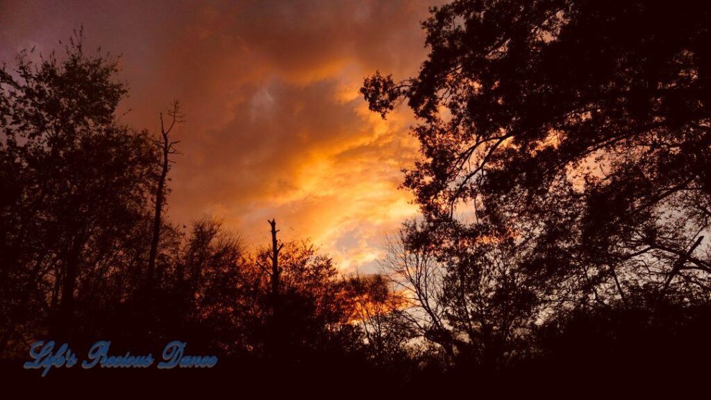 Colorful sunset showing through the trees