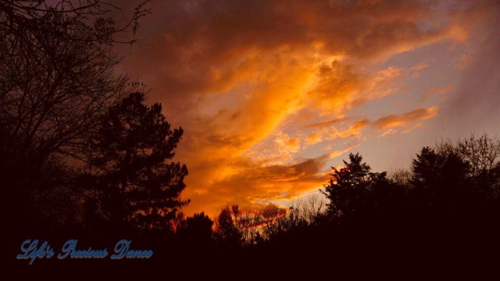 Colorful sunset showing through the trees