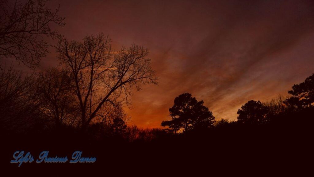 Colorful sunset showing through the trees