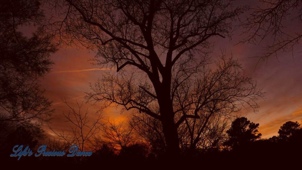 Colorful sunset showing through the trees