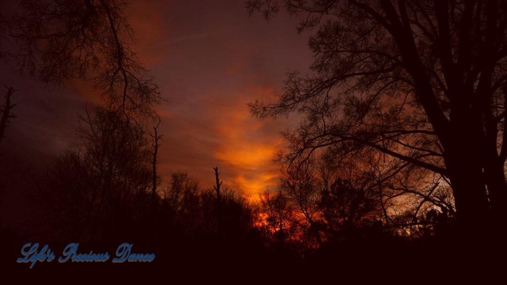 Colorful sunset showing through the trees