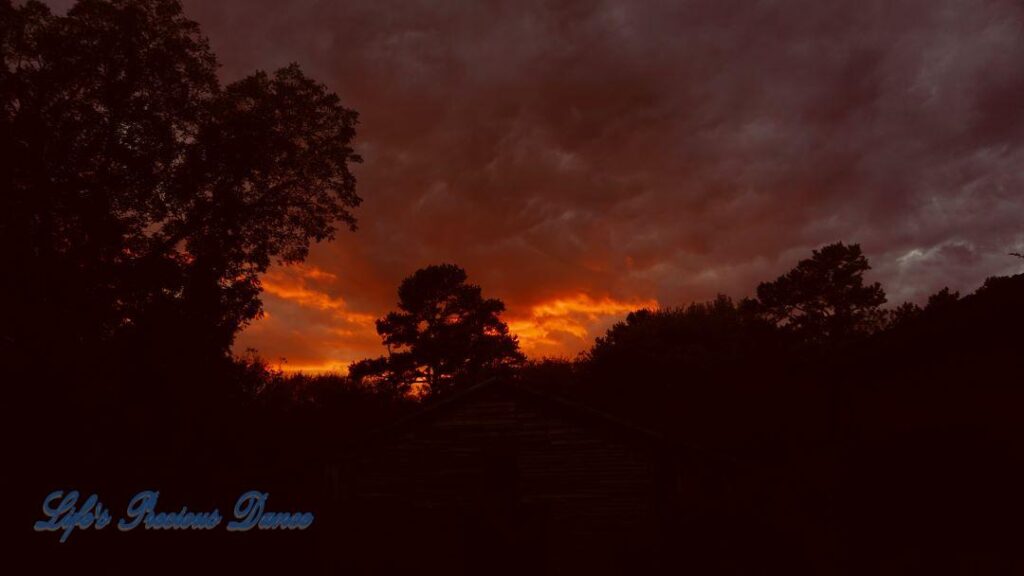 Colorful sunset showing through the trees