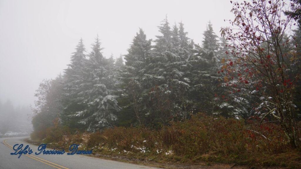 Snow covered pine and cedar trees in the forest of Black Balsam Knob.