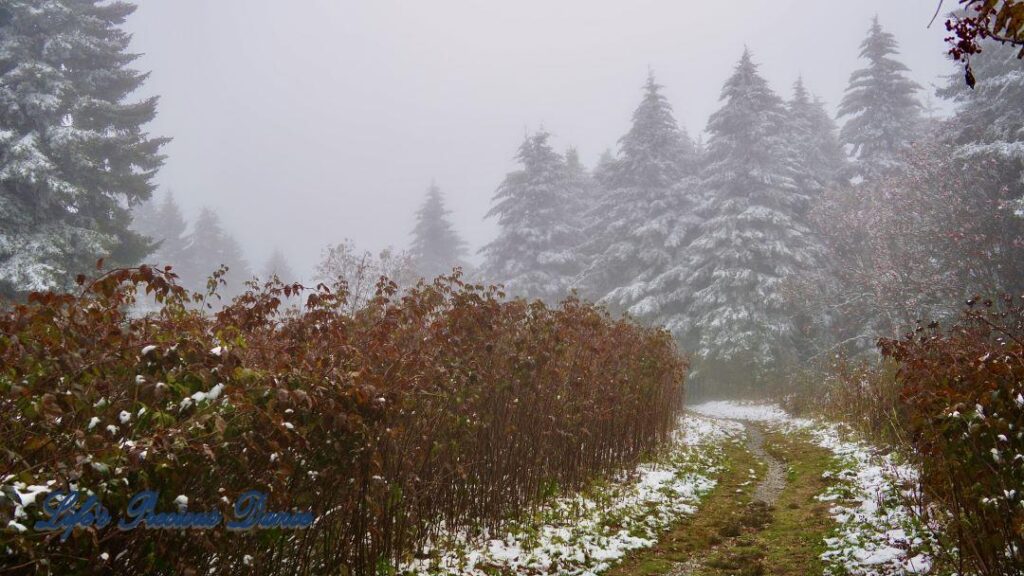 Snow covered pine and cedar trees in the forest of Black Balsam Knob.