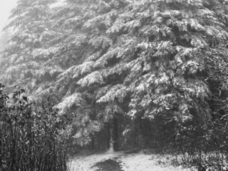 Black and white of snow covered cedars and pines in a forest.